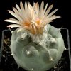 Turbinicarpus_jauernigii